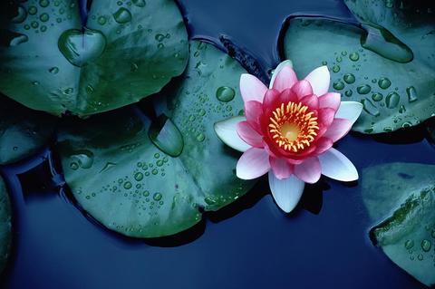 The Lotus -so much more then a flower