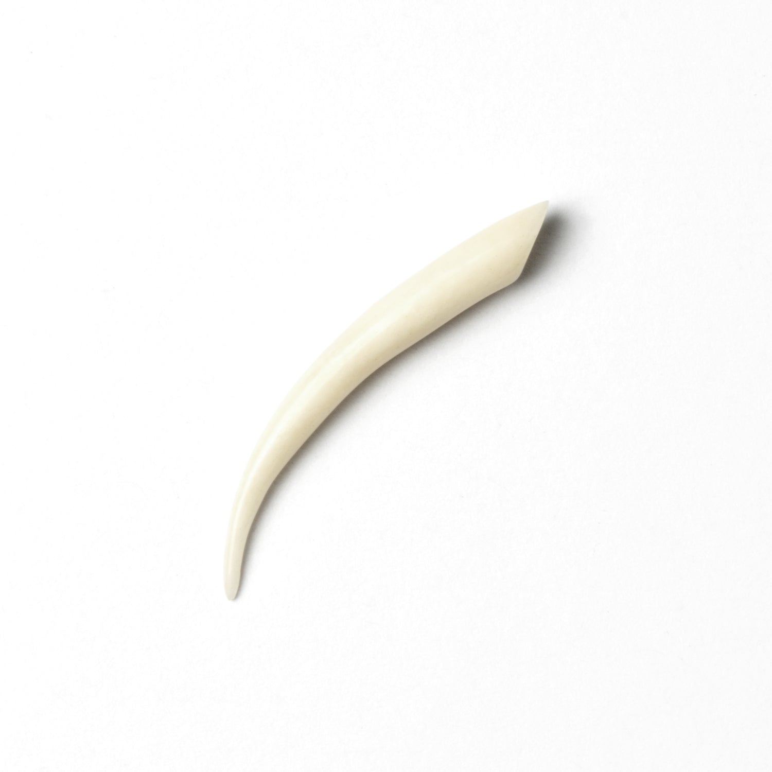 Extenseur osseux en forme de « dent »