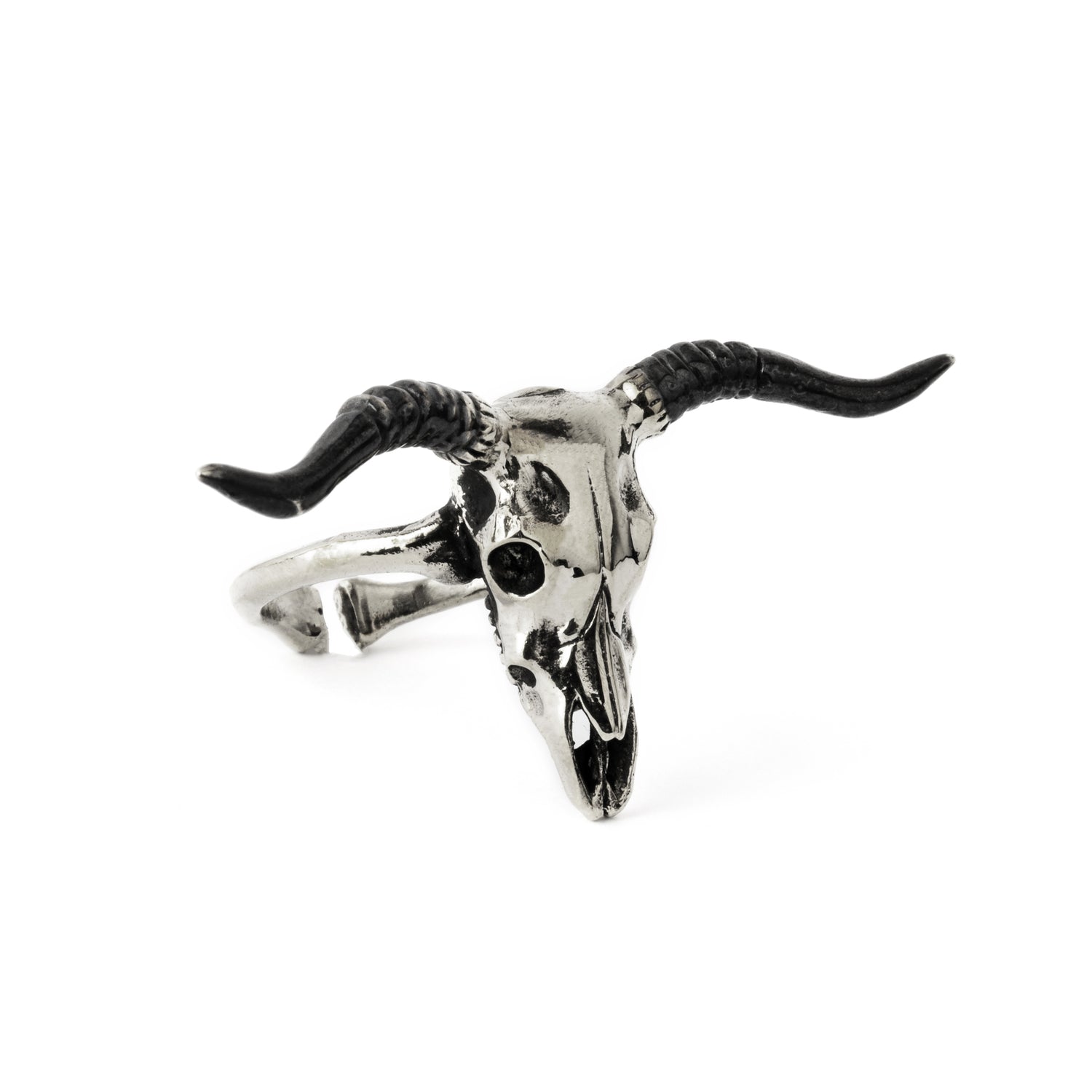 Bubalus buffalo bull skull ring right side view