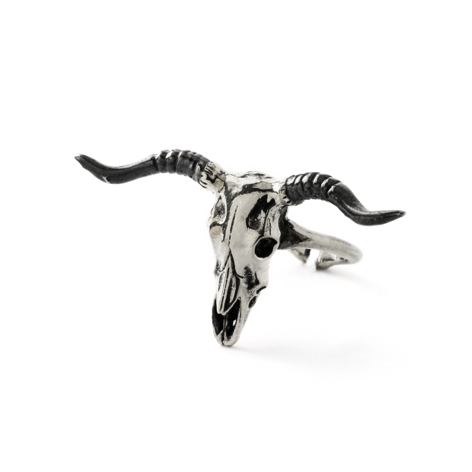 Bubalus buffalo bull skull ring left side view