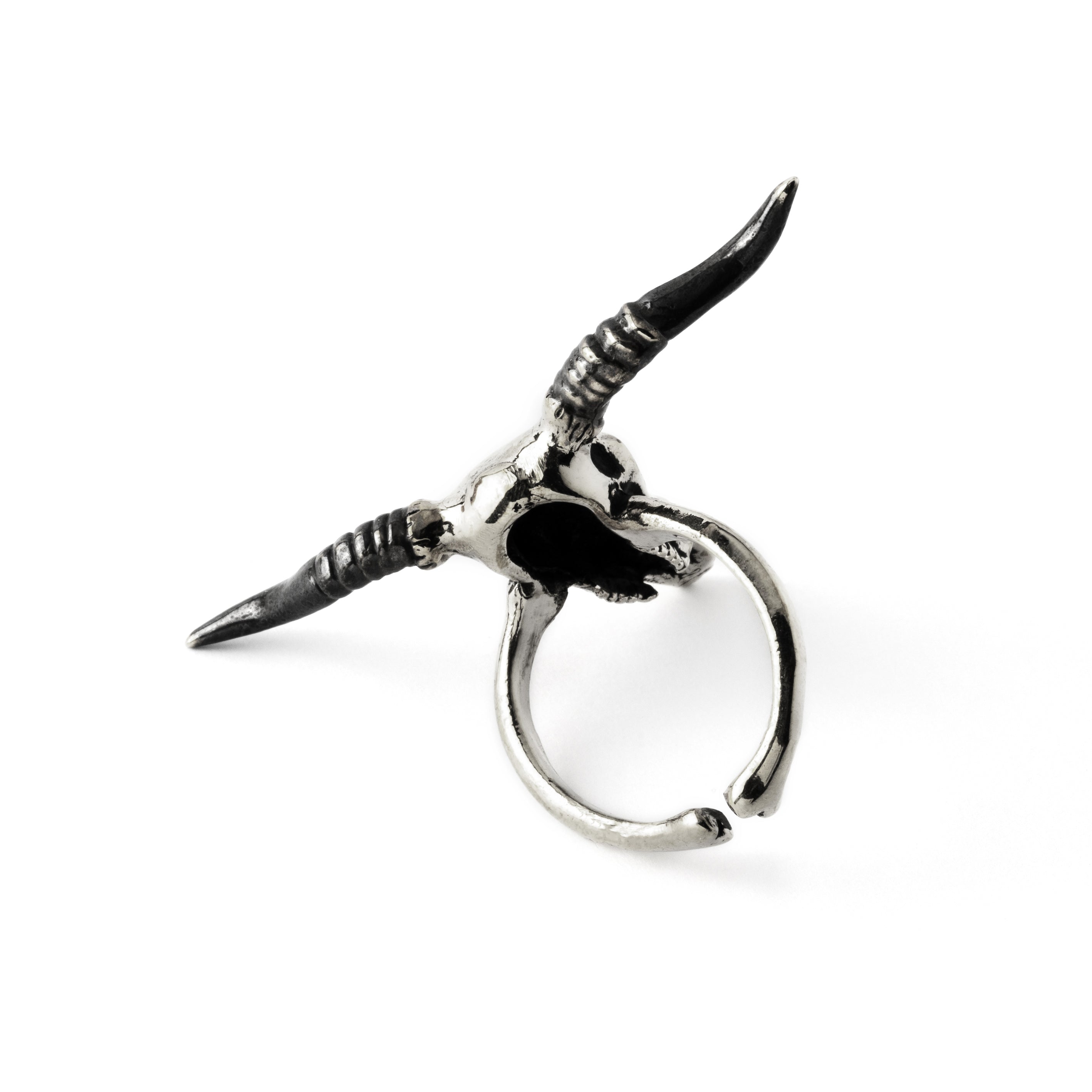 Bubalus buffalo bull skull ring back side view