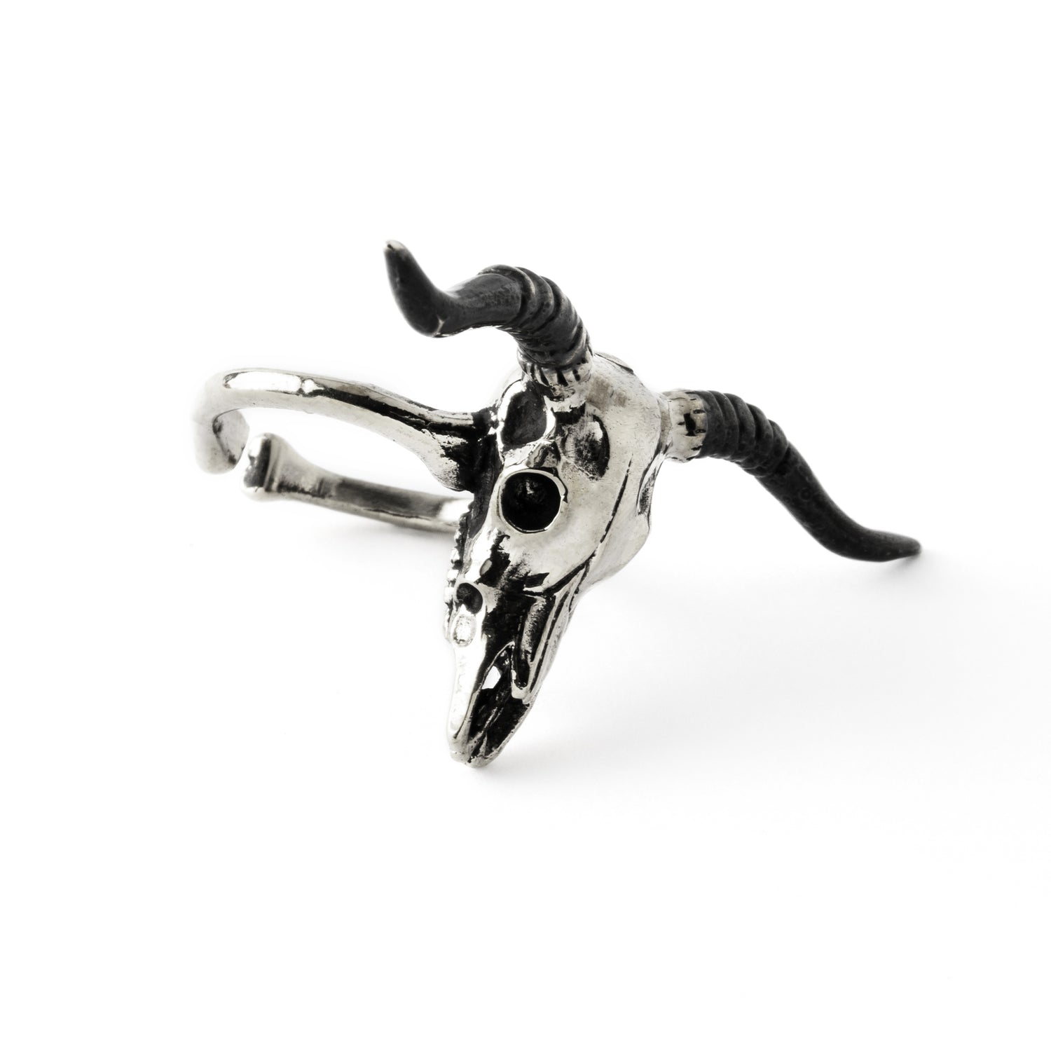 Bubalus buffalo bull skull ring right side view