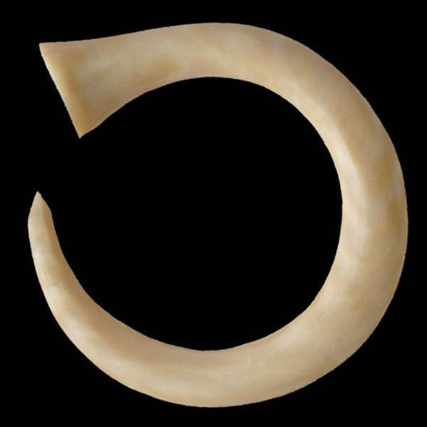 Fossilised Mammoth Ivory Curving Hook - Tribu