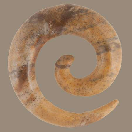 Jasper Stone Spiral Hook - Tribu