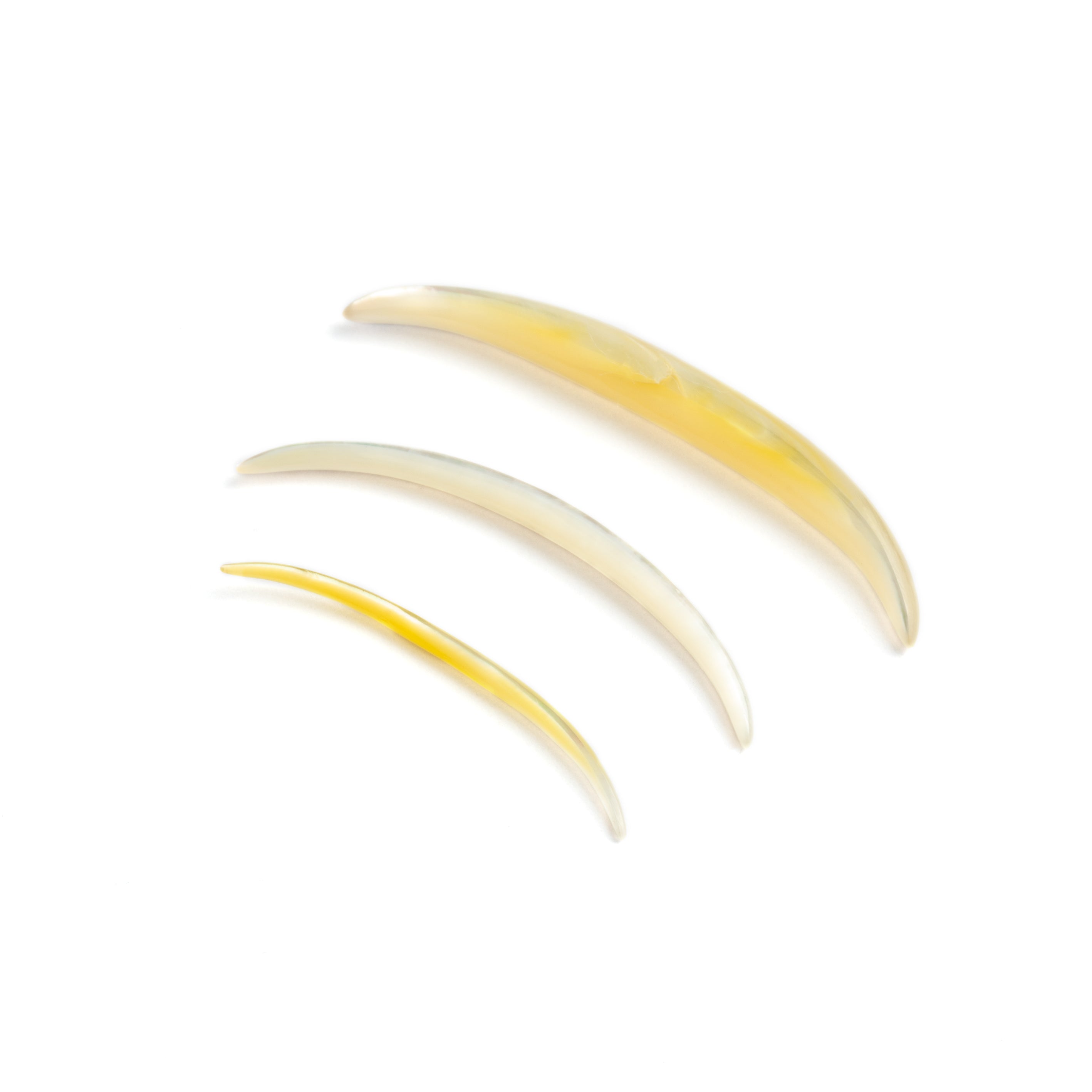 Mother-Of-Pearl-Shell-Septum_2