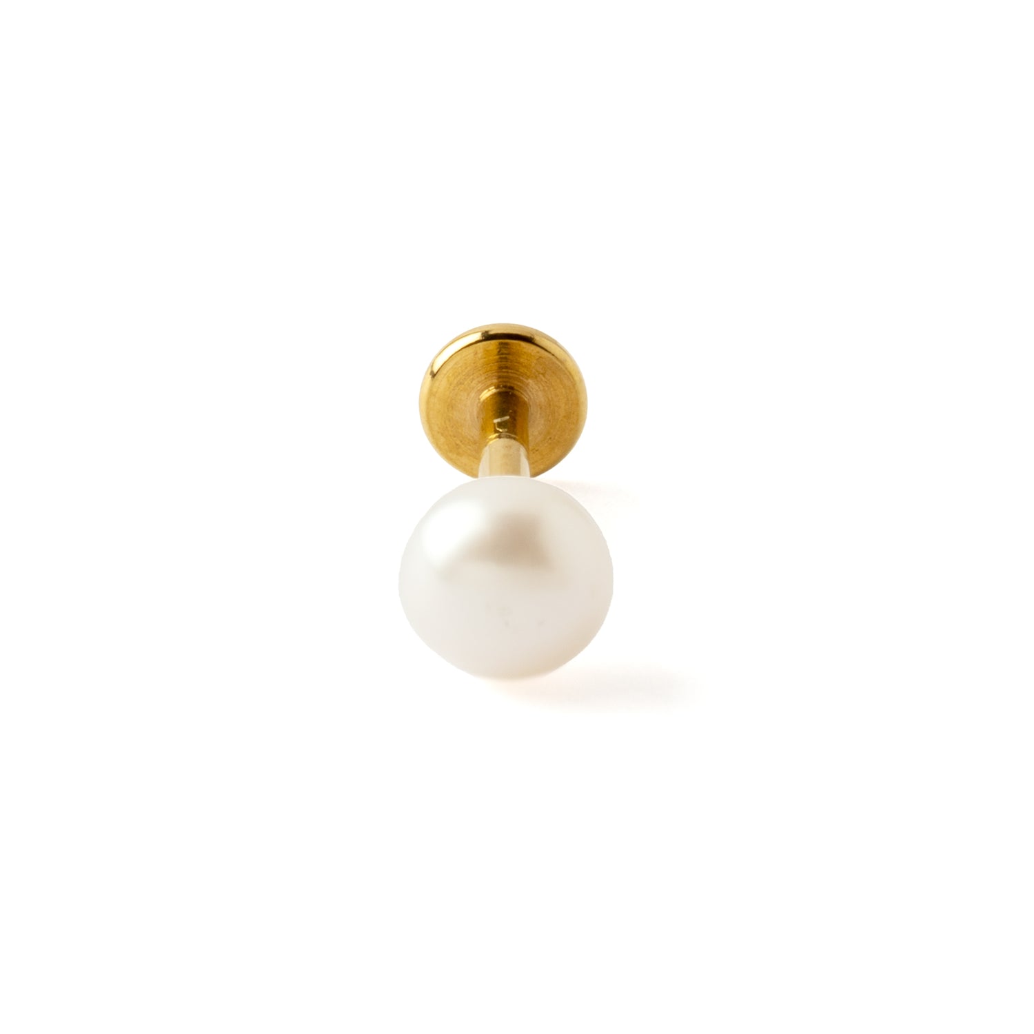 White Pearl Golden Labret frontal view