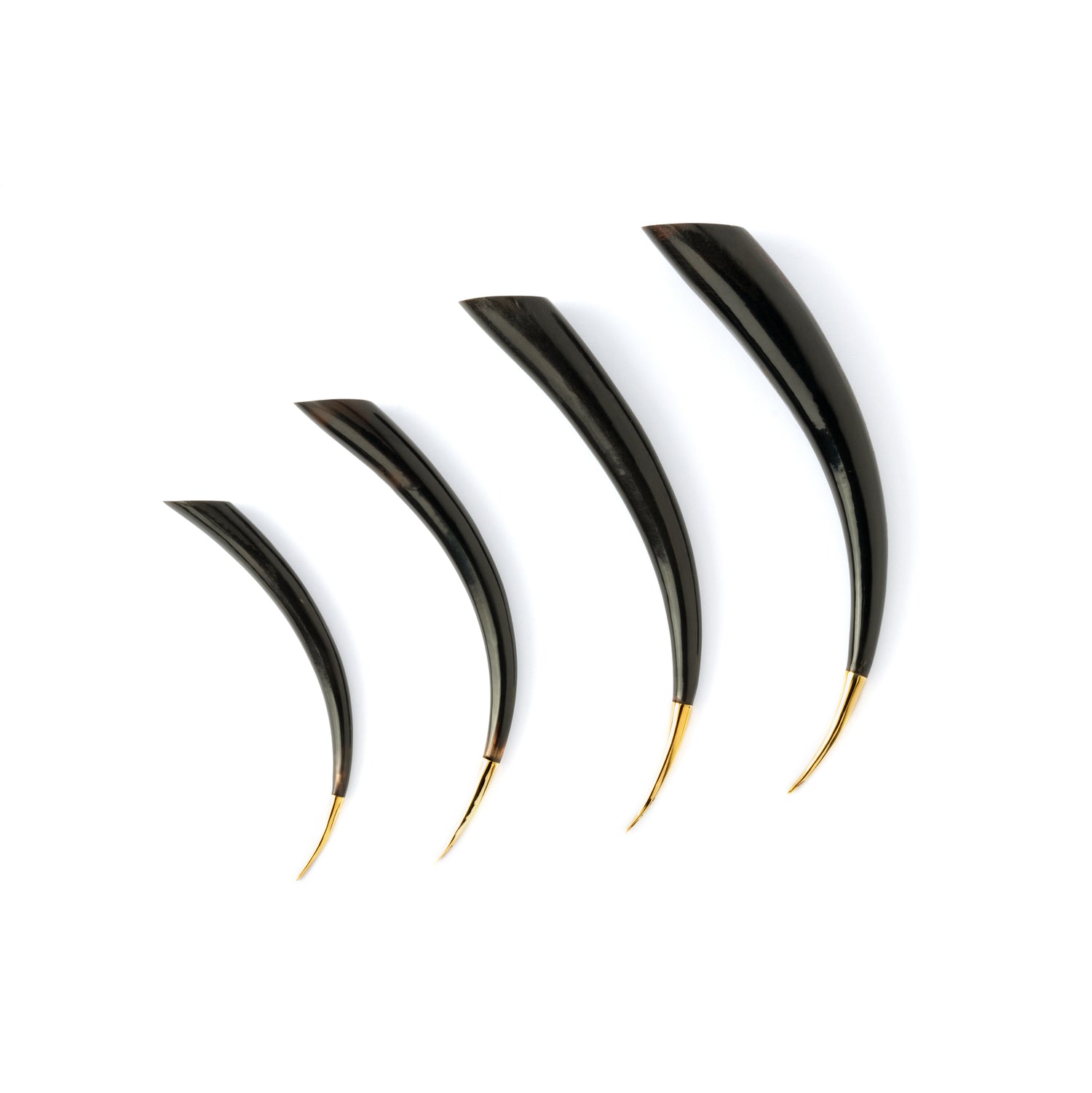 several sizes of Black spike with golden tip ear stretchers side view