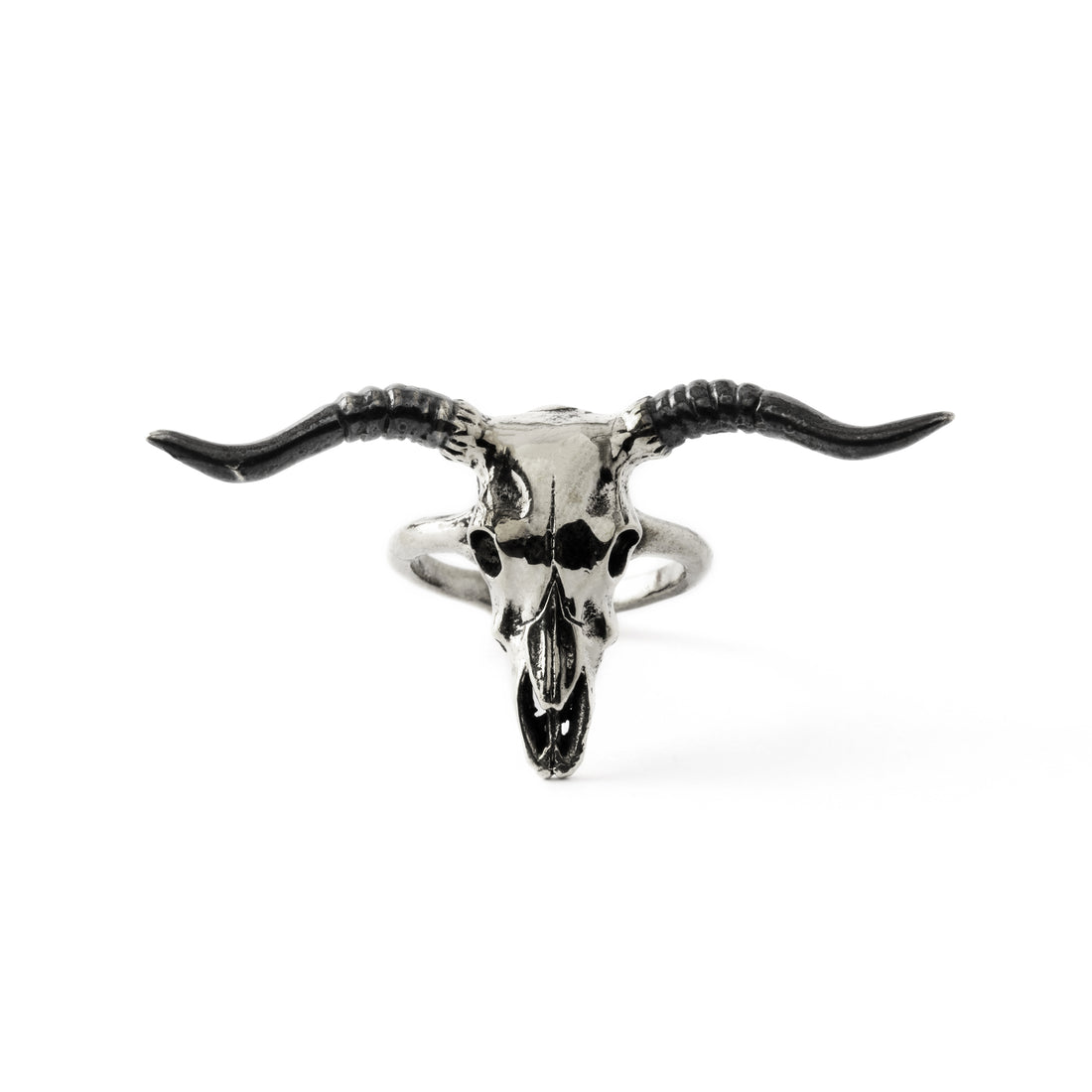 Bubalus buffalo bull skull ring frontal view