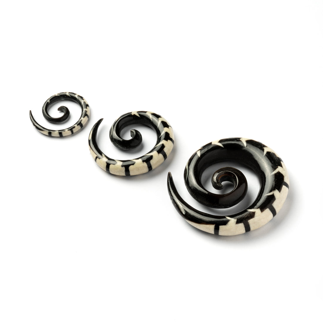 several sizes of spiral horn ear stretchers centipede shaped with bone inlay right side view