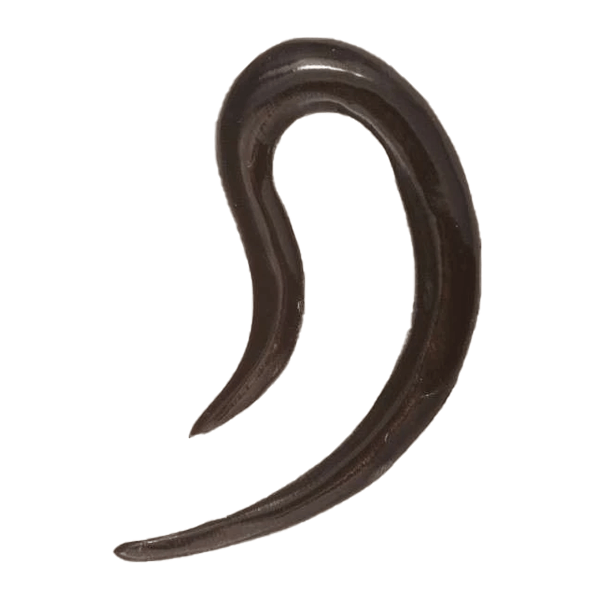 Ear Shaped Solid Horn Hook