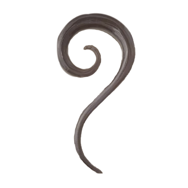 Wavy Open Spiral Solid Horn Hook