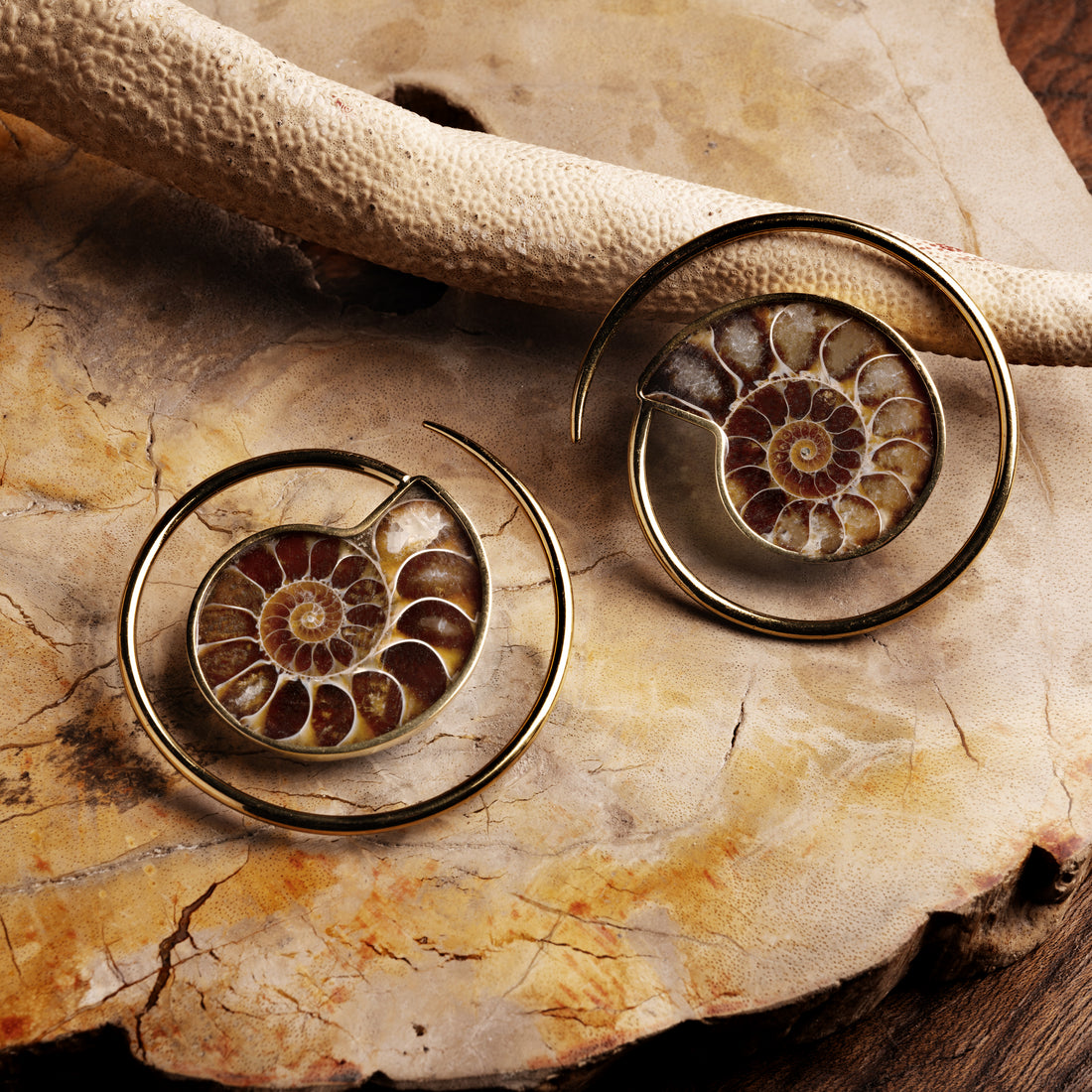 pair of silver spirals ear weights hangers with Ammonite fossil frontal view on marble 
